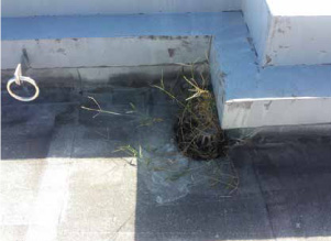 【屋上】ドレンから草が生えている