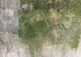 カビ・コケの発生